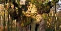 Robin Hood Day - image 5
